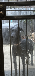 Lost Female Dog last seen Oregon ave and Northampton St , Washington, DC 20015