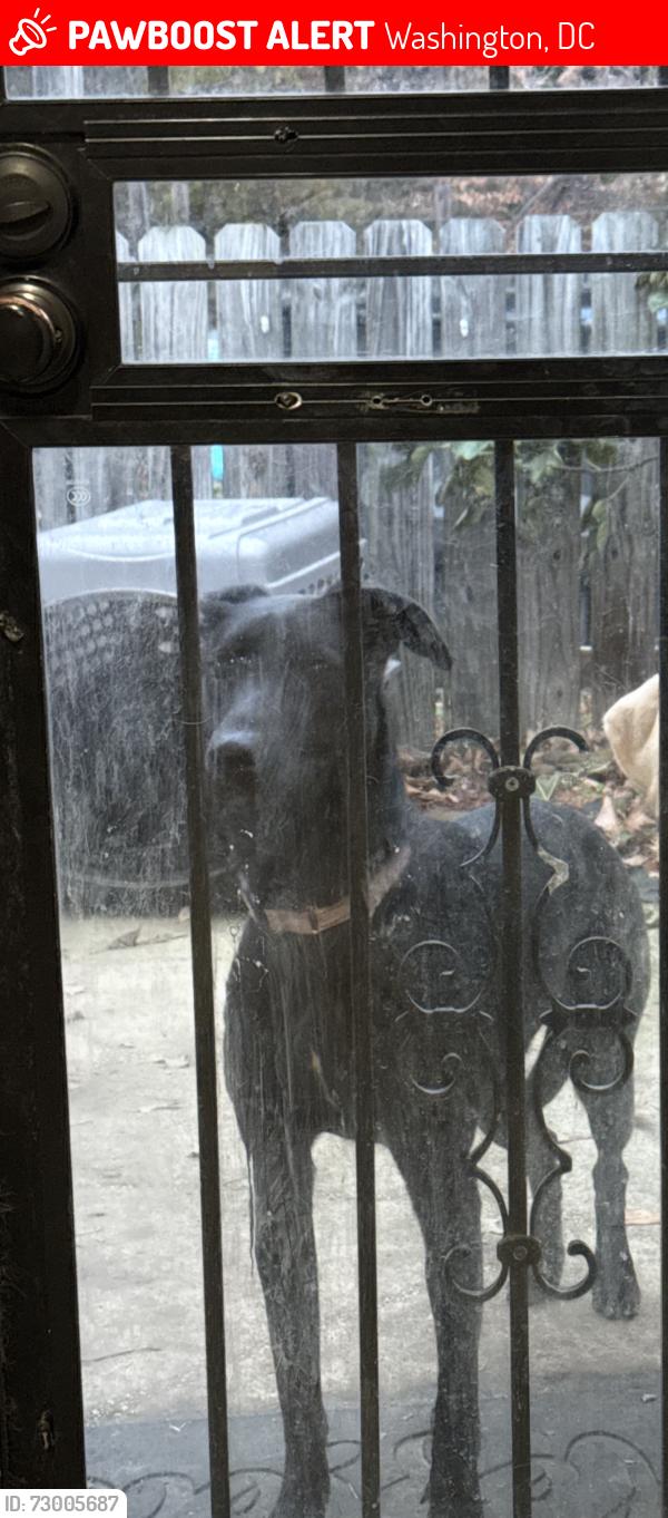 Lost Female Dog last seen Oregon ave and Northampton St , Washington, DC 20015