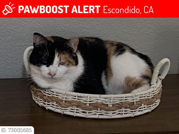 Lost Female Cat last seen Country Club Ln, Escondido, CA 92029