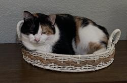 Lost Female Cat last seen Country Club Ln, Escondido, CA 92029