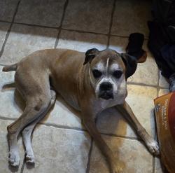 Reunited Male Dog last seen San Jacinto and johnston, Hemet, CA 92544