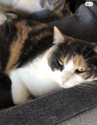 Lost Female Cat last seen Rio los Pinos drive NE and Irving, Albuquerque, NM 87114