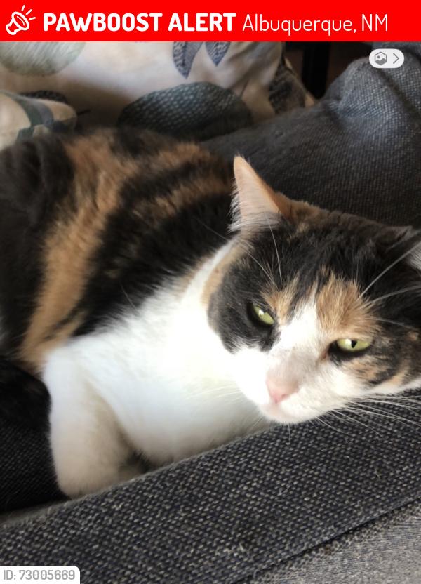 Lost Female Cat last seen Rio los Pinos drive NE and Irving, Albuquerque, NM 87114