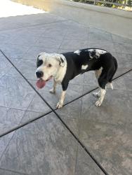 Found/Stray Female Dog last seen Azure palm hot springs , Desert Hot Springs, CA 92240