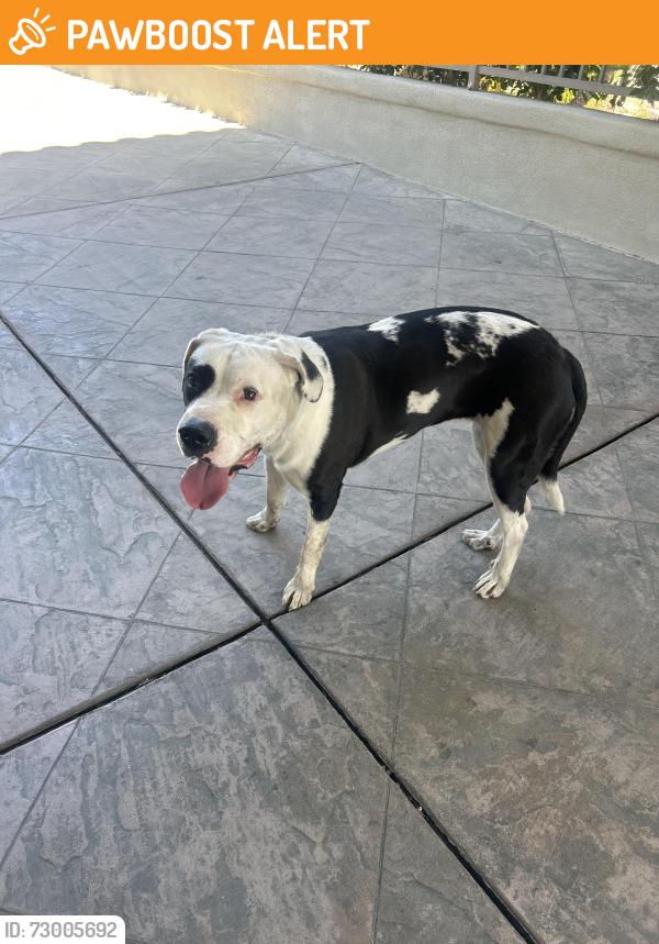 Found/Stray Female Dog last seen Azure palm hot springs , Desert Hot Springs, CA 92240