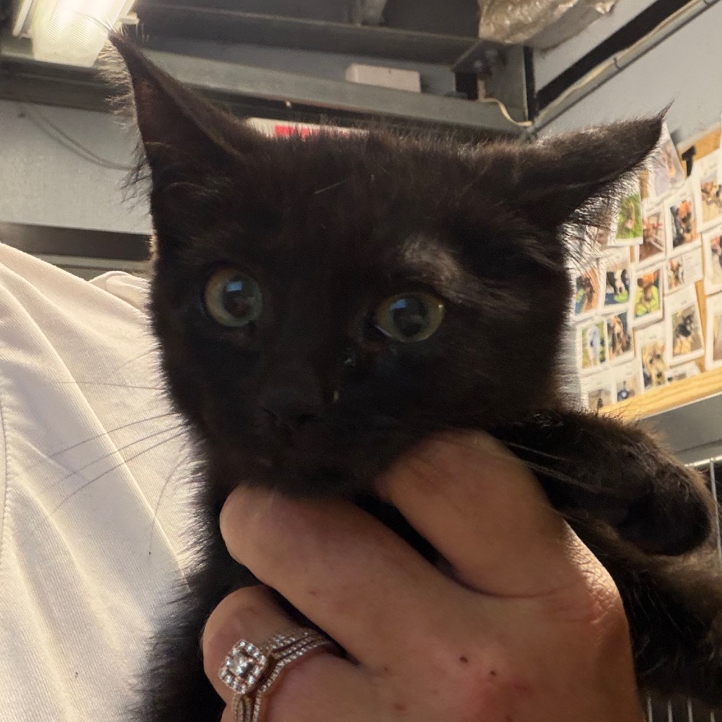 Shelter Stray Male Cat last seen , 141 Canna Ln, Lake Jackson, TX 77566, USA