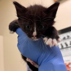 Shelter Stray Male Cat last seen , 1211 Old Graves Mill Rd, Lynchburg, VA 24502, USA