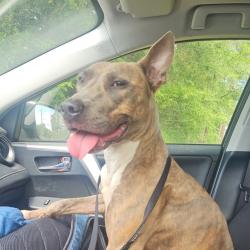 Shelter Stray Female Dog last seen , 980 Guilford College Rd, Greensboro, NC 27409, USA