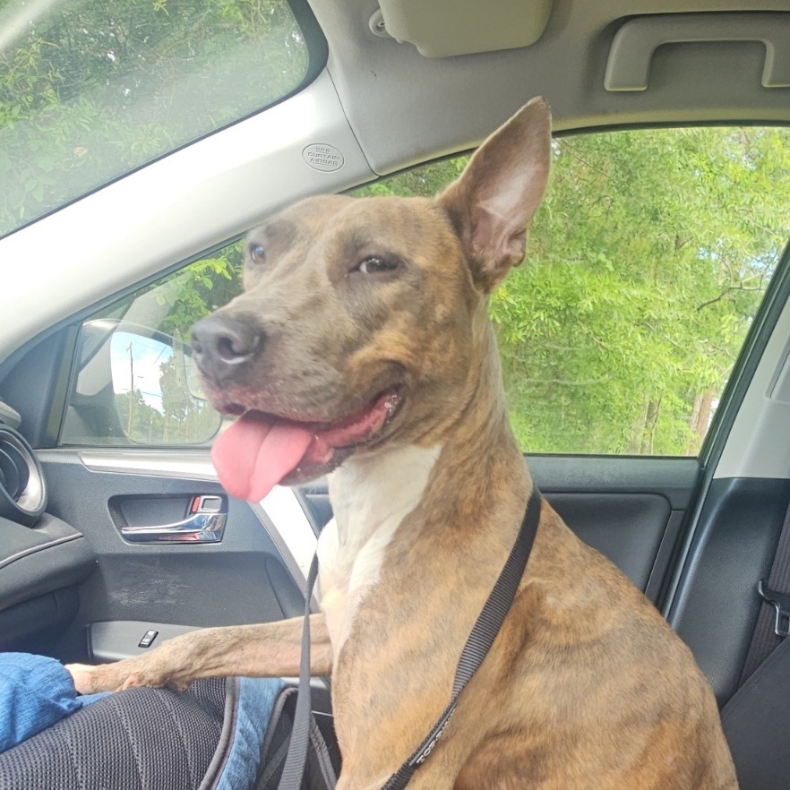 Shelter Stray Female Dog last seen , 980 Guilford College Rd, Greensboro, NC 27409, USA