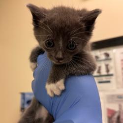 Shelter Stray Female Cat last seen , 1211 Old Graves Mill Rd, Lynchburg, VA 24502, USA