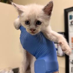 Shelter Stray Female Cat last seen , 1211 Old Graves Mill Rd, Lynchburg, VA 24502, USA
