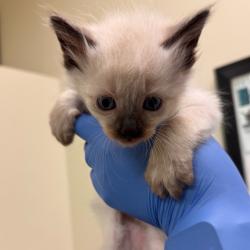 Shelter Stray Female Cat last seen , 1211 Old Graves Mill Rd, Lynchburg, VA 24502, USA