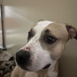 Shelter Stray Male Dog last seen , Animal Care & Control Team of Philly, 111 W Hunting Park Ave, Philadelphia, PA 19140, USA