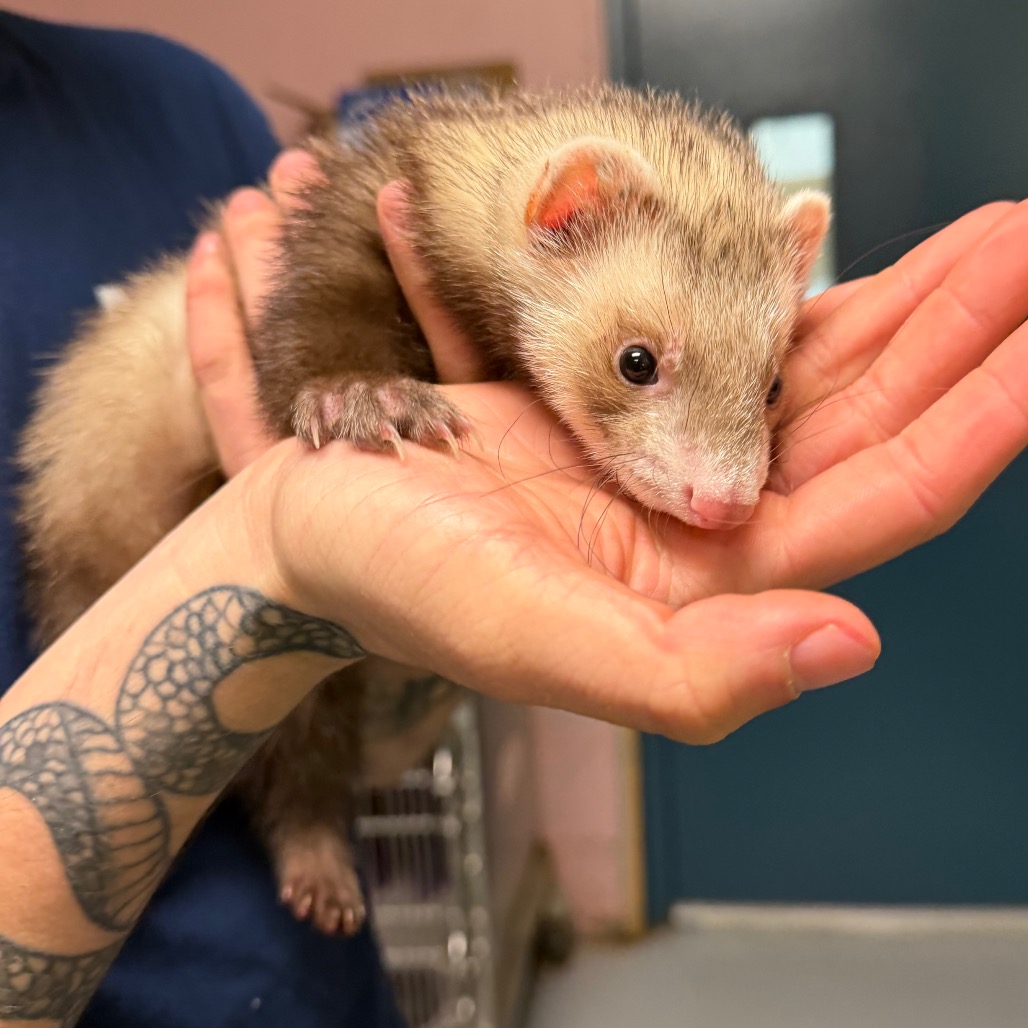 Shelter Stray Male Other last seen , Animal Care & Control Team of Philly, 111 W Hunting Park Ave, Philadelphia, PA 19140, USA