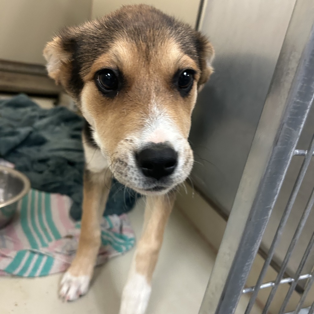 Shelter Stray Female Dog last seen , 11665 US-89, Flagstaff, AZ 86004, USA