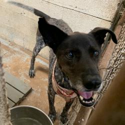 Shelter Stray Male Dog last seen , 2451 N Expressway 281, Edinburg, TX 78541, USA