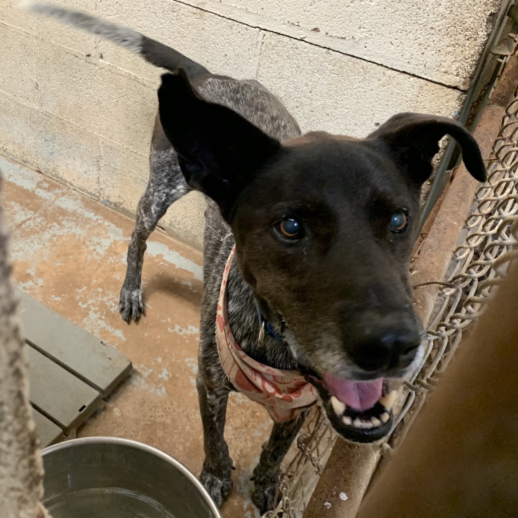Shelter Stray Male Dog last seen , 2451 N Expressway 281, Edinburg, TX 78541, USA