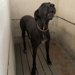 Shelter Stray Female Dog last seen , 2451 N Expressway 281, Edinburg, TX 78541, USA