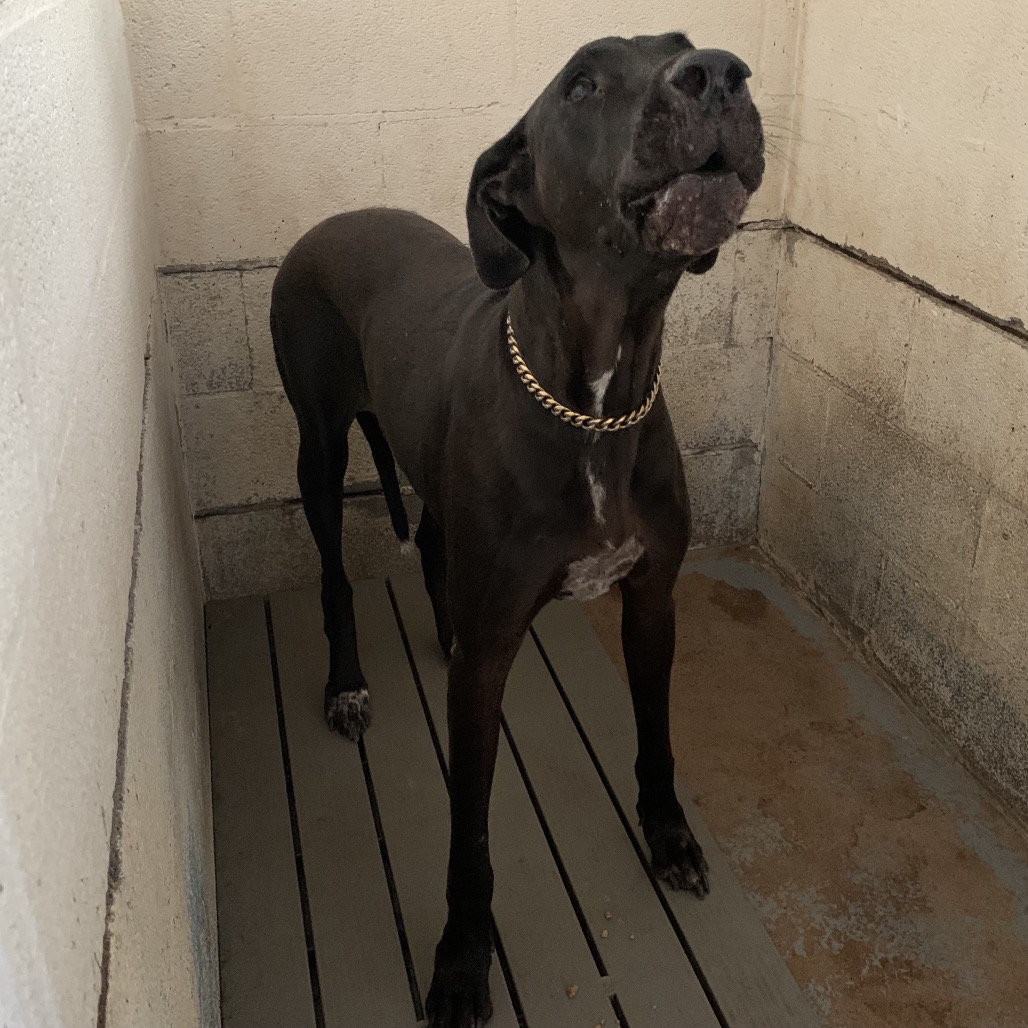Shelter Stray Female Dog last seen , 2451 N Expressway 281, Edinburg, TX 78541, USA