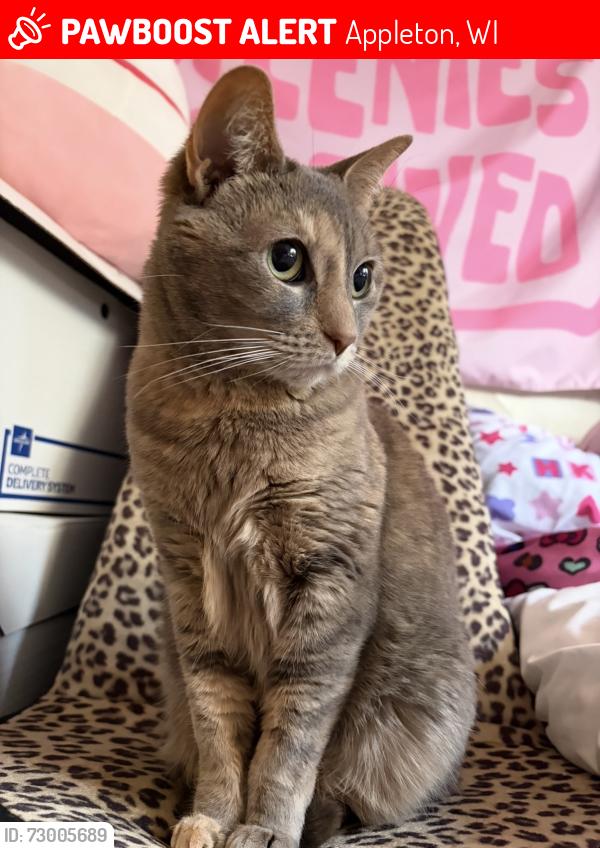 Lost Female Cat last seen East Franklin and North Lawe Street, Appleton, WI 54911
