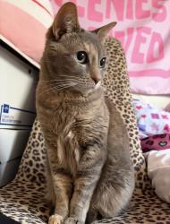 Lost Female Cat last seen East Franklin and North Lawe Street, Appleton, WI 54911