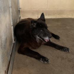 Shelter Stray Female Dog last seen , 2451 N Expressway 281, Edinburg, TX 78541, USA
