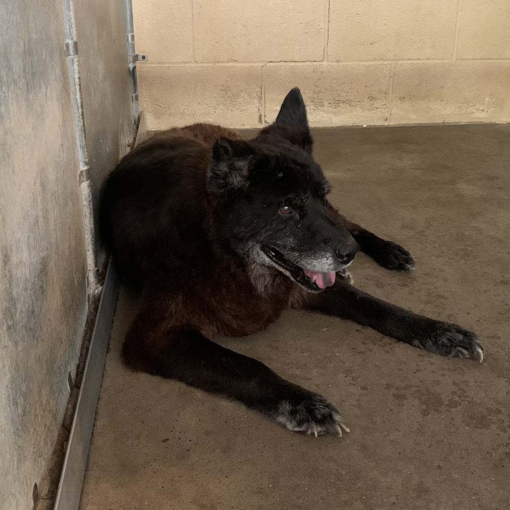 Shelter Stray Female Dog last seen , 2451 N Expressway 281, Edinburg, TX 78541, USA