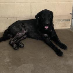 Shelter Stray Male Dog last seen , 2451 N Expressway 281, Edinburg, TX 78541, USA