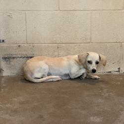 Shelter Stray Female Dog last seen , 2451 N Expressway 281, Edinburg, TX 78541, USA