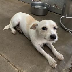 Shelter Stray Male Dog last seen , 2451 N Expressway 281, Edinburg, TX 78541, USA
