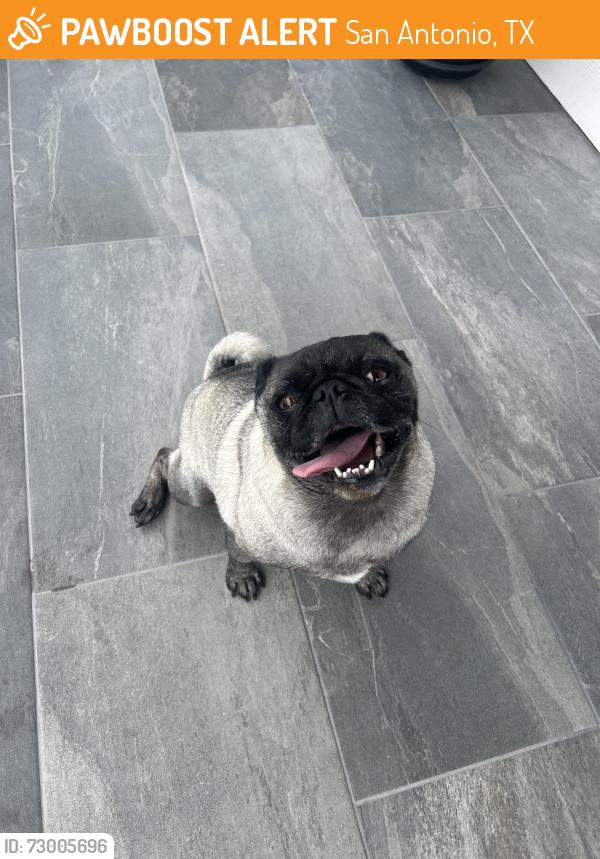 Found/Stray Female Dog last seen Long rider and boots on (Davis ranch), San Antonio, TX 78254