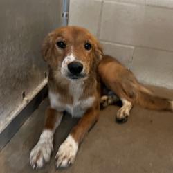 Shelter Stray Male Dog last seen , 2451 N Expressway 281, Edinburg, TX 78541, USA
