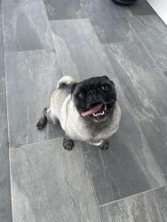 Found/Stray Female Dog last seen Long rider and boots on (Davis ranch), San Antonio, TX 78254