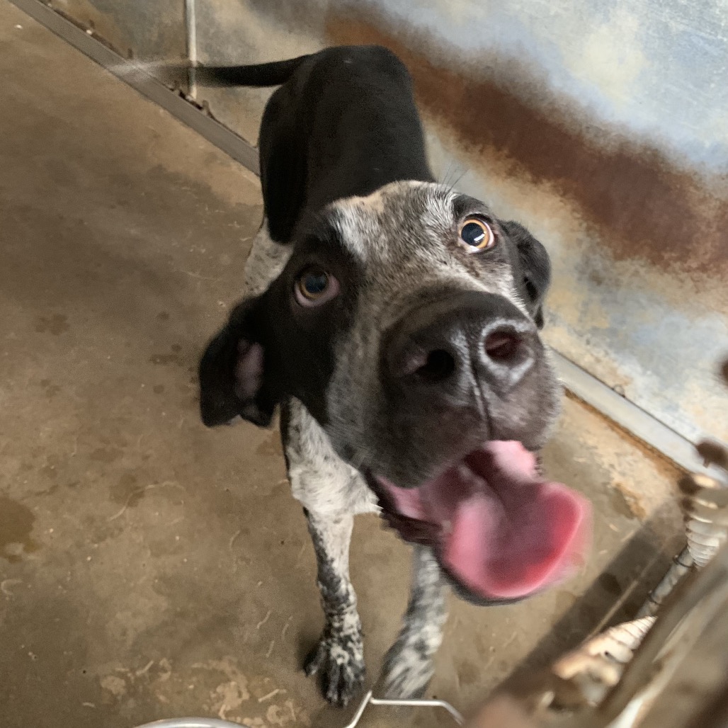 Shelter Stray Female Dog last seen , 2451 N Expressway 281, Edinburg, TX 78541, USA