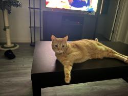 Reunited Female Cat last seen Westwing Parkway & 92nd drive, Peoria, AZ 85383
