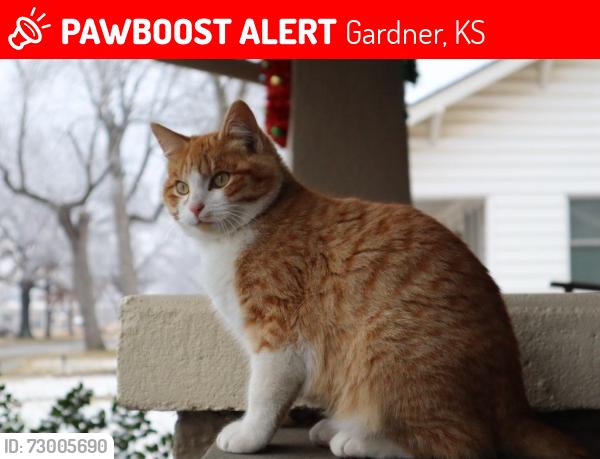 Lost Male Cat last seen Park and Oak, Gardner, KS 66030