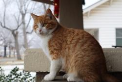 Lost Male Cat last seen Park and Oak, Gardner, KS 66030