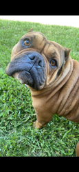 Reunited Female Dog last seen San Jacinto and johnston, Hemet, CA 92544