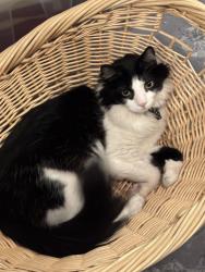 Lost Male Cat last seen Eastridge, Hamilton, OH 45011