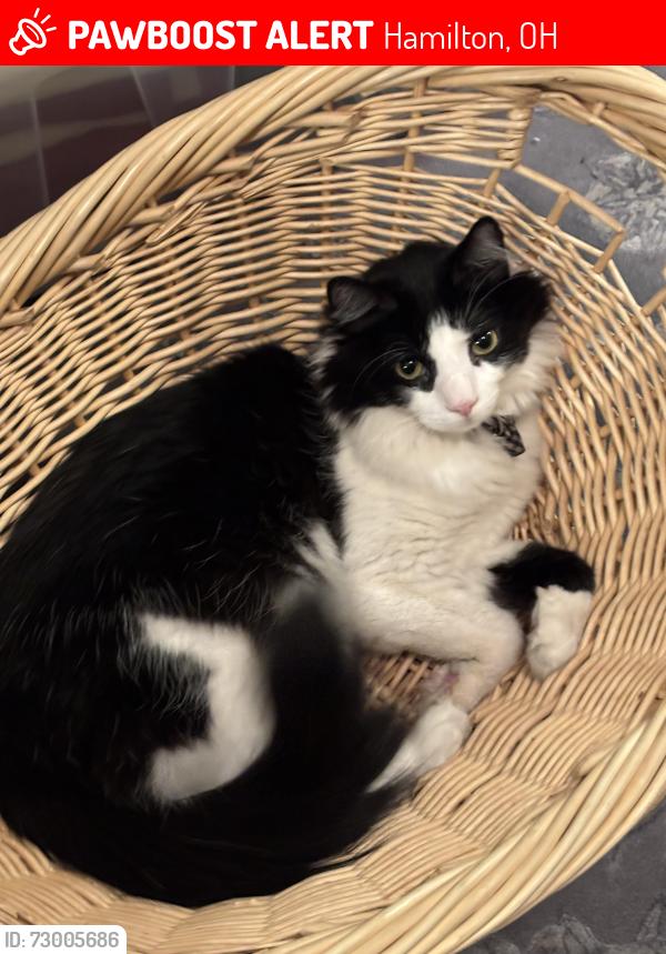 Lost Male Cat last seen Eastridge, Hamilton, OH 45011