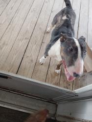 Found/Stray Female Dog last seen Across from magnolia Bible church, Magnolia, TX 77355