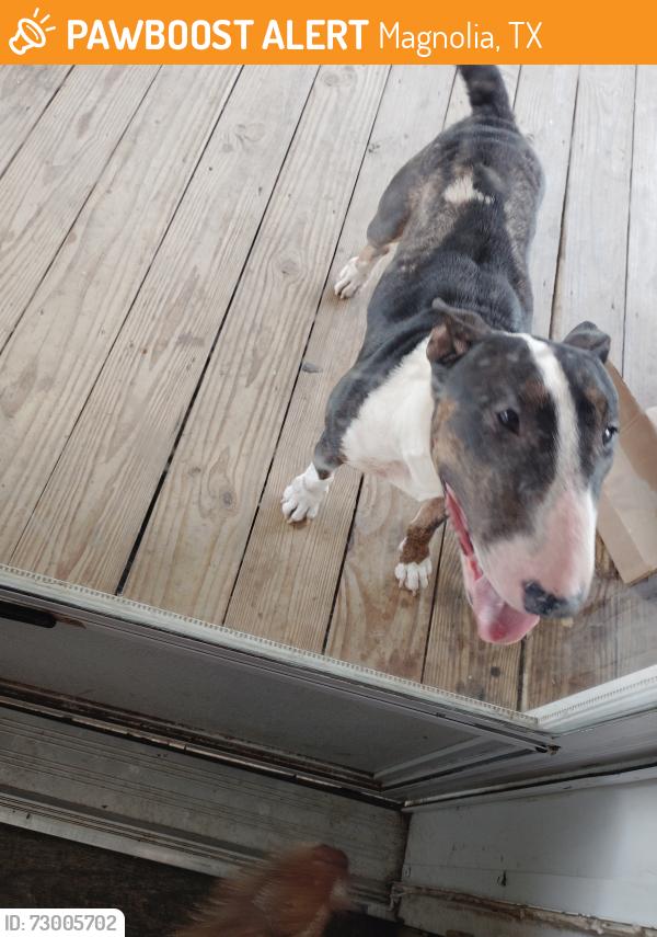 Found/Stray Female Dog last seen Across from magnolia Bible church, Magnolia, TX 77355
