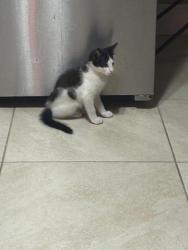 Lost Male Cat last seen Gates cir, Spring Hill, FL 34606