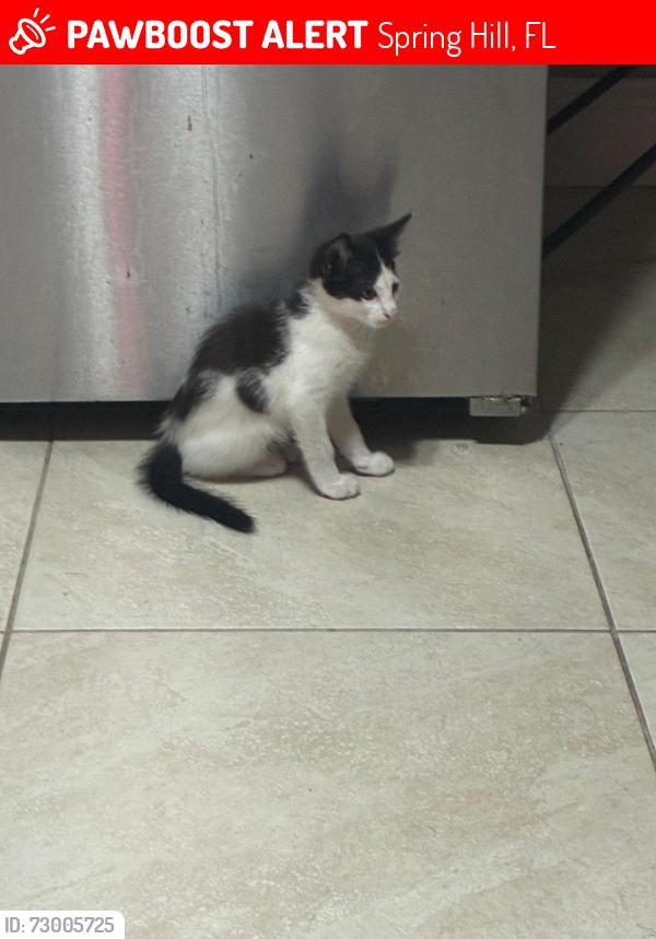 Lost Male Cat last seen Gates cir, Spring Hill, FL 34606