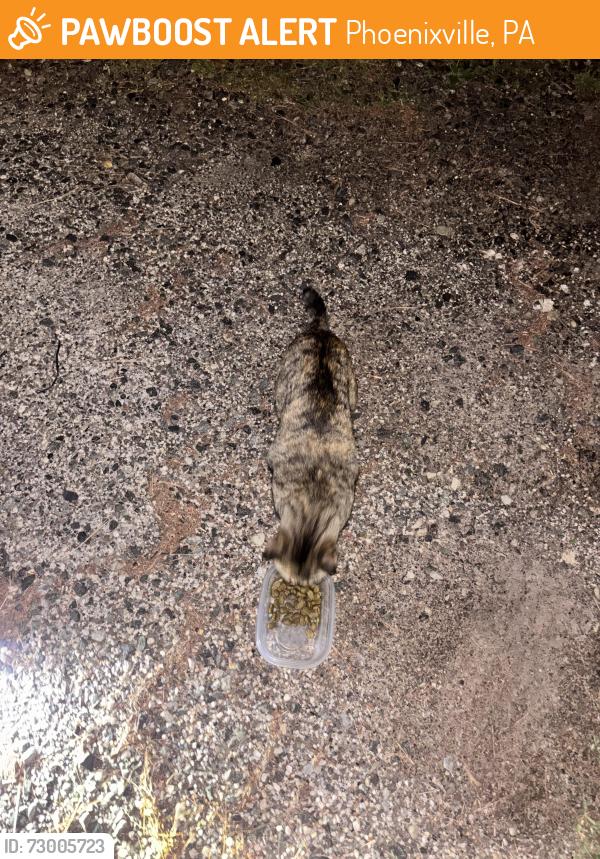 Found/Stray Unknown Cat last seen Near cherry street, Phoenixville, PA 19460