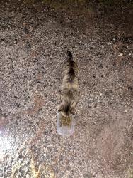 Found/Stray Unknown Cat last seen Near cherry street, Phoenixville, PA 19460