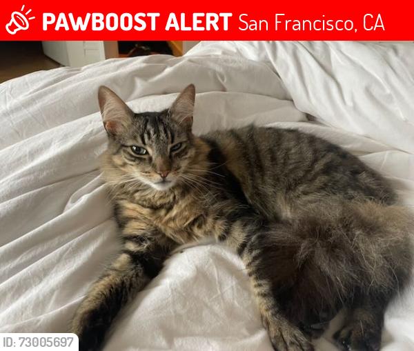 Lost Male Cat last seen 12h and Anza, San Francisco, CA 94118