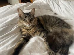 Lost Male Cat last seen 12h and Anza, San Francisco, CA 94118