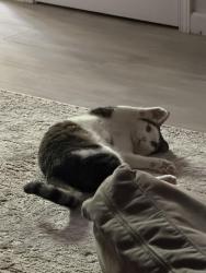 Lost Male Cat last seen Murray ridge and scholls ferry, Beaverton, OR 97007