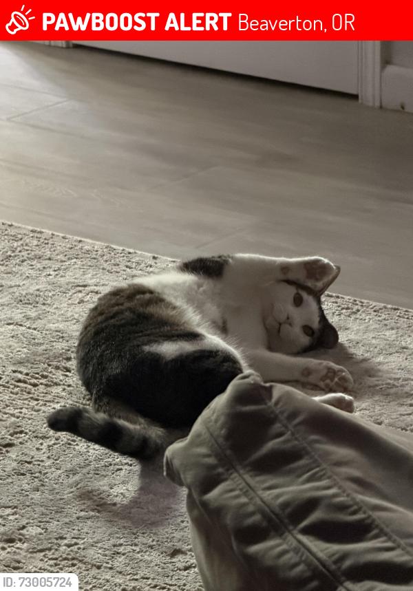 Lost Male Cat last seen Murray ridge and scholls ferry, Beaverton, OR 97007